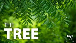 The Tree | Inspirational Video | Hot Shot