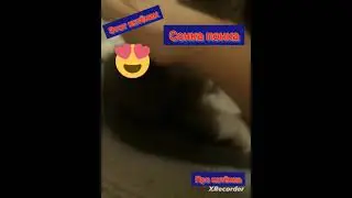 котёнак завут соника понка