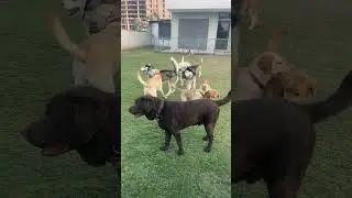 It’s Play Time | In-house Off-Leash Pet Boarding at Mohali #pawwnation #viral #pets #home #vacation
