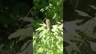 Волшебные семена