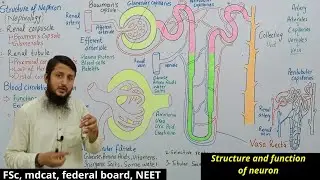 Structure and function of nephron | structure of nephron | function of nephron