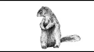 Squirrel Animation