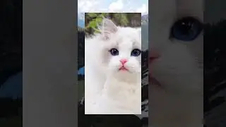 Si Lala melihat pemandangan Alam Indonesia#shorts #kucing