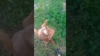 попрошайка