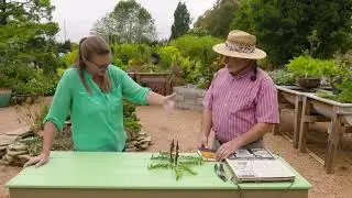 Pressing Plants for Herbarium Study