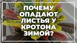 Почему опадают листья у кротона зимой? | toNature.Info