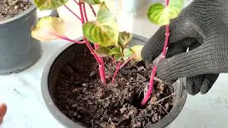 Blood Leaf / Chicken-Gizzard Plant - Care and Propagating Cuttings