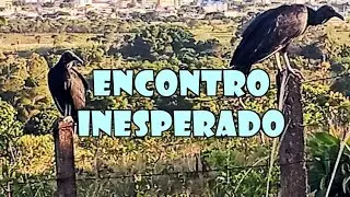 Surpresa na Natureza: Ninho de Urubu em um Lugar Inesperado