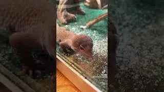 Feeding the Geckos