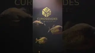 Predadoras ferozes, as piranhas mostram que a união faz a força na hora da caça #shorts