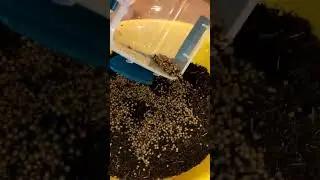 Коканы Дендробены