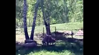 свиньи геи трахаются под клип нурминского порш full hd