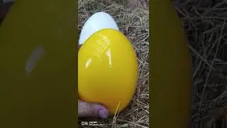 снесли яйцо с сюрпризом😅😁#shorts #страус #ostrich #птица #прикол #шок