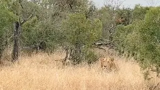 Prey spots its predator stalking it