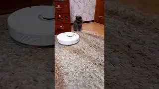 Кот Тобиас и робот - пылесос 🤣 