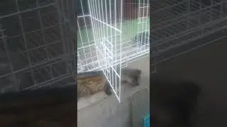 si Wulanku ada yg nyuri. semoga yg ambil diberi hidayah sebaik mungkin 🙏🙏