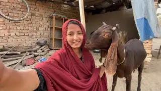 Bought a Goat from Our First YouTube Payment 🐐❤️