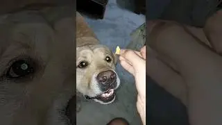 Cute labrador dog shy "MAD ANGLES" Khana Chahta Hai🤣 #sourshy #dog #shorts #minivlog #adorable #cute