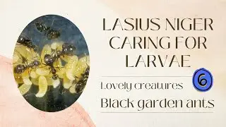 Lasius niger caring for Larvae 06