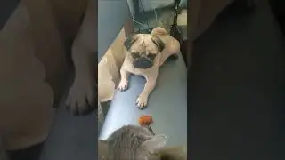 Дайте пончик, пожааааалуйста