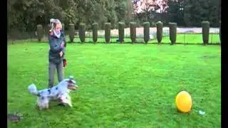 Treibball Beginner ( Teil2 )