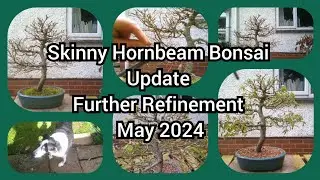 Skinny Hornbeam Bonsai Update And Refinement May 2024