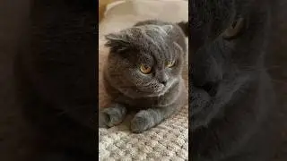 Понеділок 😂 #catsofyoutube #scottishfold #смішнівідео #гумор