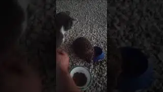 Случай на даче