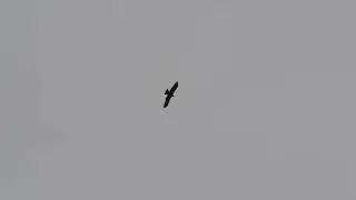черный коршун, шуліка чорний Milvus migrans