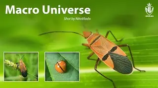 MACRO UNIVERSE - Beauty of Macro