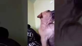 Amstaff puppy
