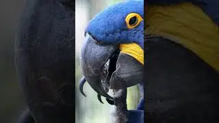 Top 10 Amazing Facts About Parrots for Kids! Educational Video #parrotfacts #colorfulparrots