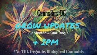 Grow Updates  (Blue Shaman & Sour Tangie) & Using IPM Spray (Integrated Pest Management)