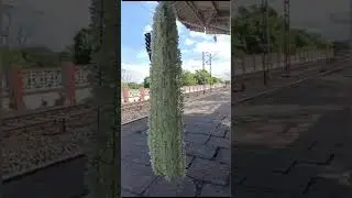 Short video.  জুঁই ফুল .
