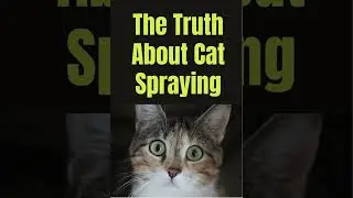 The Truth About Cat Spraying #catspraying | Why Cats Spray | How to Stop a Cat from Spraying
