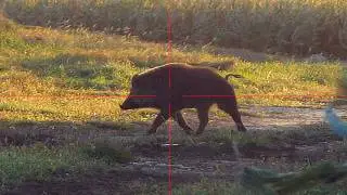Daytime wild boar hunting: Pure adrenaline
