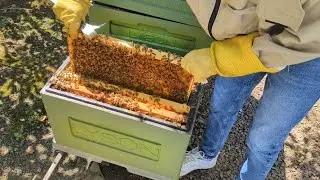 Шестирамочник Lyson = Мед? Конструктивні особливості 6 рамкового вулика Lyson. Гніздо на 6 рамках!