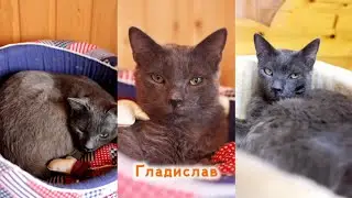 Гладислав
