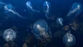 Houdini Procedural Jellyfish simulation
