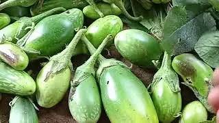 collecting unknown wild vegetable//cooking delicious easy food//