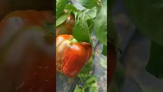как помочь перцу быстрее созреть