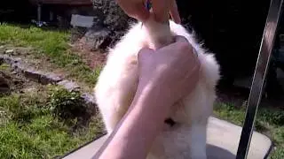 Gluing Dog Ears