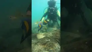 Scuba diving in jumera beach Dubai #shorts #dubaipalm #scubadiving