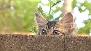Ralphee The Ambush Predator