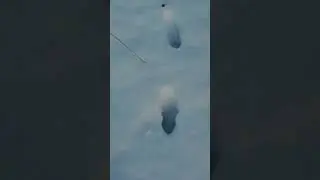 СЛЕДЫ ЗВЕРЯ