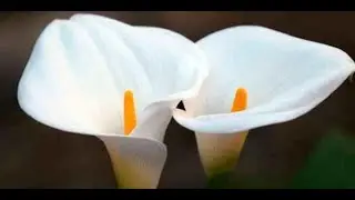 Las 10 flores mas caras del mundo!!!