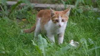video a cute cat that will brighten your morning,