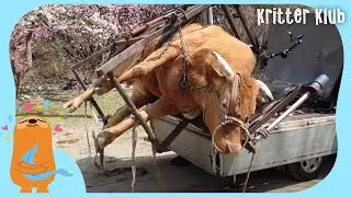 A Gift From A Man Who’s Been Friend With The Cow For 12 Years (Part 2) l Kritter Klub