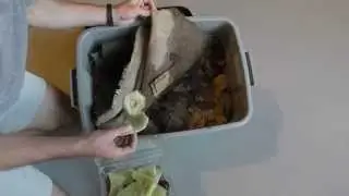 New Vermicompost Worm Bin 2 Week Followup
