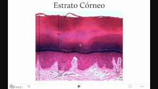 Sistema Tegumentario.wmv